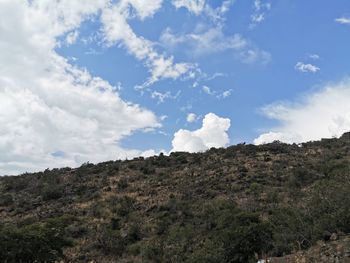 Low angle view of trees on mountain against sky