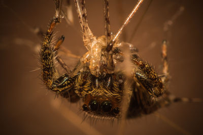 Close-up of spider on web