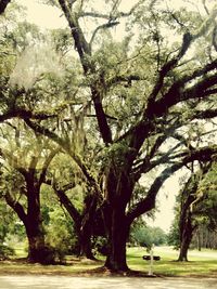 Trees in park