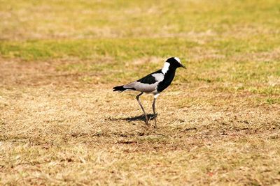 Bird on field