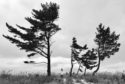 Trees on field against sky