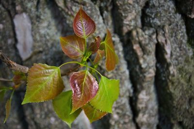 Close-up of flowering plant against tree trunk