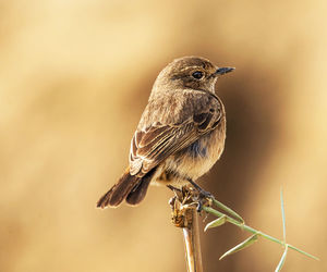 Close-up of bird perching on branch