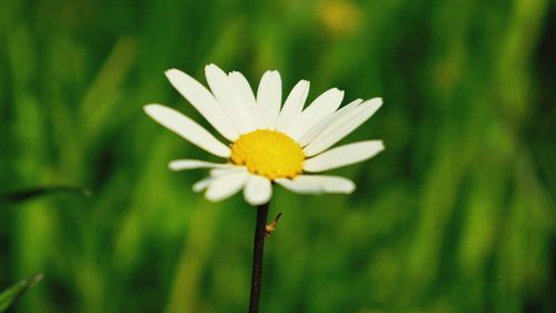 Close-up of white flower blooming outdoors