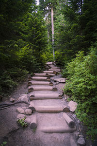 Footpath amidst trees in forest