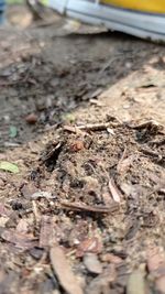 High angle view of lizard on dirt road