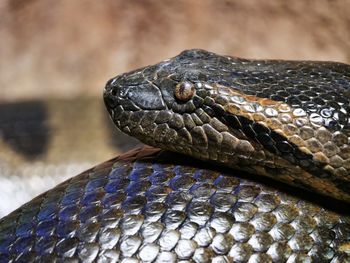 Close-up of snake