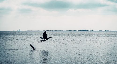 View of birds flying over sea against sky