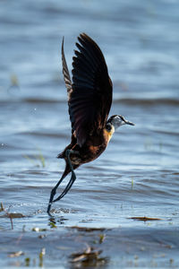 Close-up of bird flying over lake