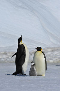 High angle view of birds on snow covered land