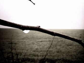 Close-up of twigs