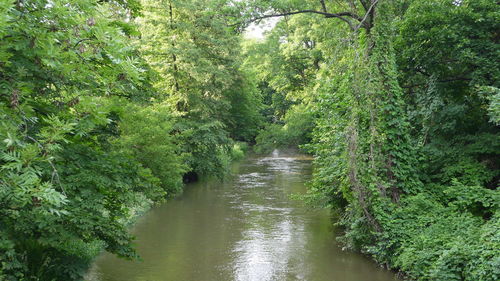Stream along plants in forest