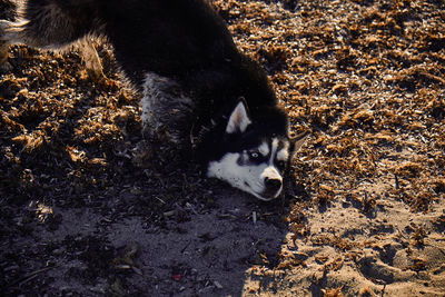 High angle view of dog on field