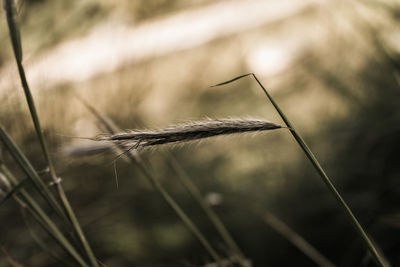 Close-up of wheat plant