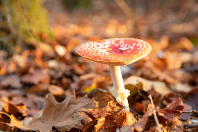 Close-up of fly agaric mushroom on field