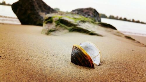 Close-up of plant against blurred background
