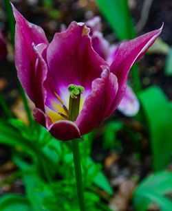 Close-up of pink crocus flower