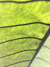 Full frame shot of fresh green leaf