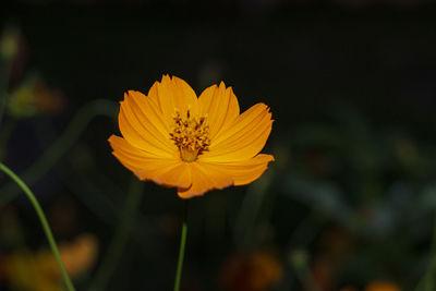 Close-up of yellow cosmos flower