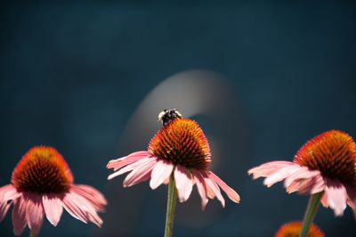 Close-up of coneflowers blooming outdoors