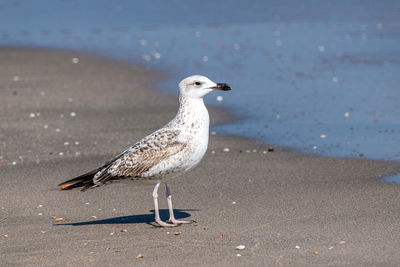 Seagull perching on a beach