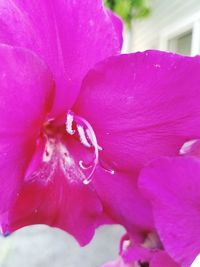 Close-up of pink flower blooming outdoors