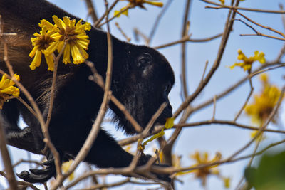 Close-up of black cat on flower