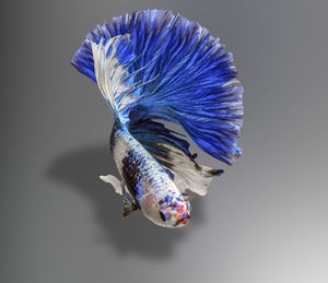 Siamese fighting fish,betta splendens,blue betta on the background blur. clipping path.