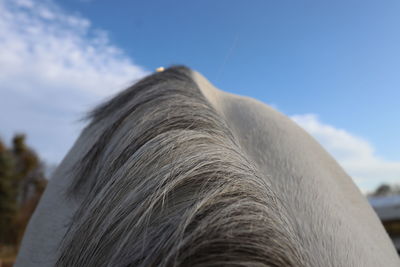 Low angle view of horse eye against the sky