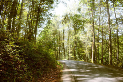 Road amidst trees in forest