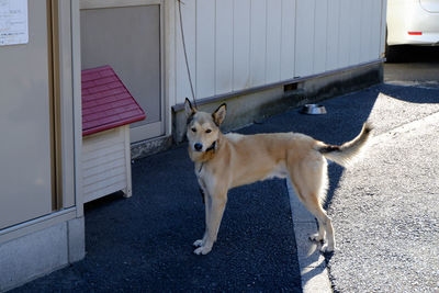 Close-up of dog