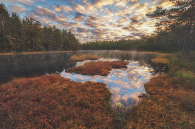 Reflection of trees in calm lake