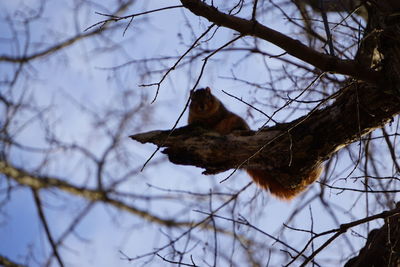 Low angle view of bird perching on a tree