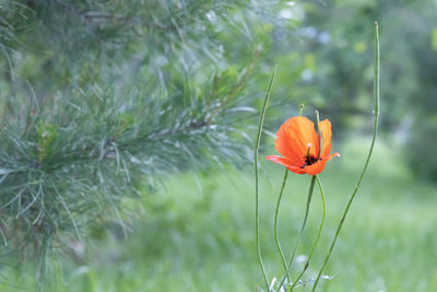 Close-up of orange flower on field