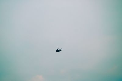 Low angle view of bird flying in sky