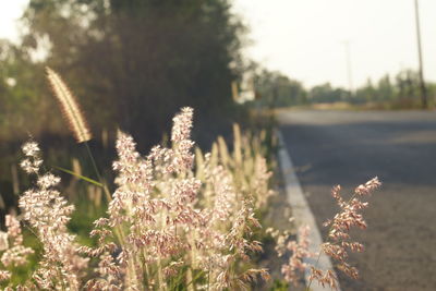 Close-up of flowering plant on field against sky