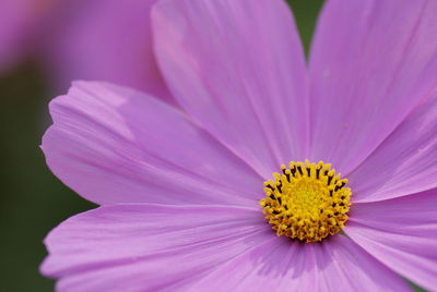 Close-up of flower blooming outdoors