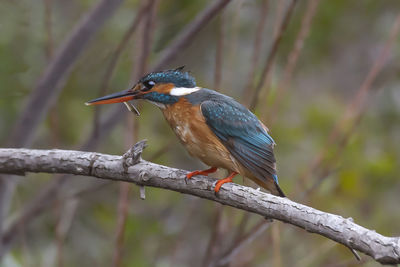 Close-up of bird perching on branch