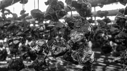 Close-up of decorations hanging on tree