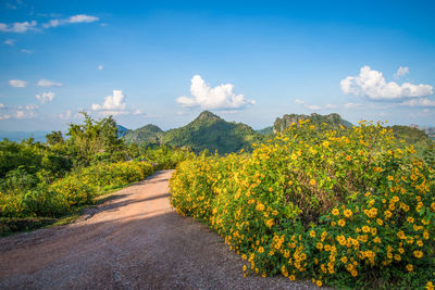 Scenic view of yellow flowering plants by road against sky