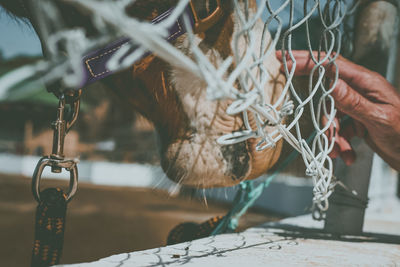 Close-up of hand touching horse