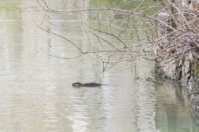 View of turtle in lake