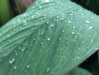 Close-up of wet plant leaves during rainy season