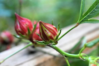 Close-up of red flowering plant