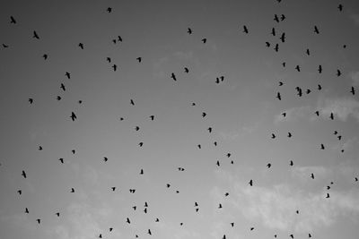 Low angle view of birds flying in the sky