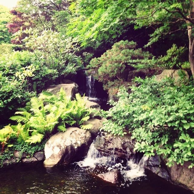 water, tree, forest, green color, beauty in nature, waterfall, nature, scenics, stream, flowing, flowing water, rock - object, growth, plant, lush foliage, tranquility, motion, tranquil scene, river, waterfront