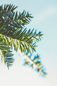 Low angle view of pine tree against sky