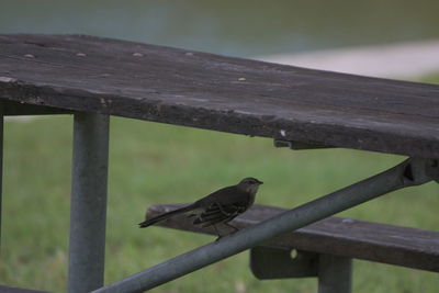 Close-up of bird perching on railing