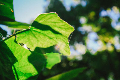 Close-up of leaves against blurred background