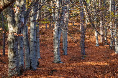 Trees in forest during autumn